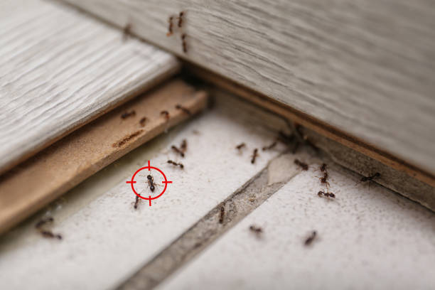 Best Wildlife Control Services  in Tchula, MS