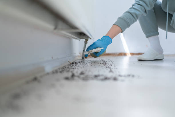 Best Ant Control Services  in Tchula, MS